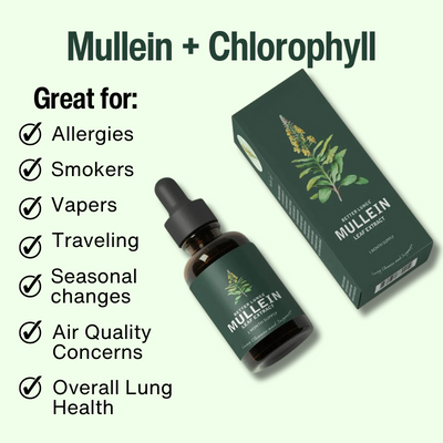 Mullein & Klorofyl Extrakt | 1 + 1 GRATIS