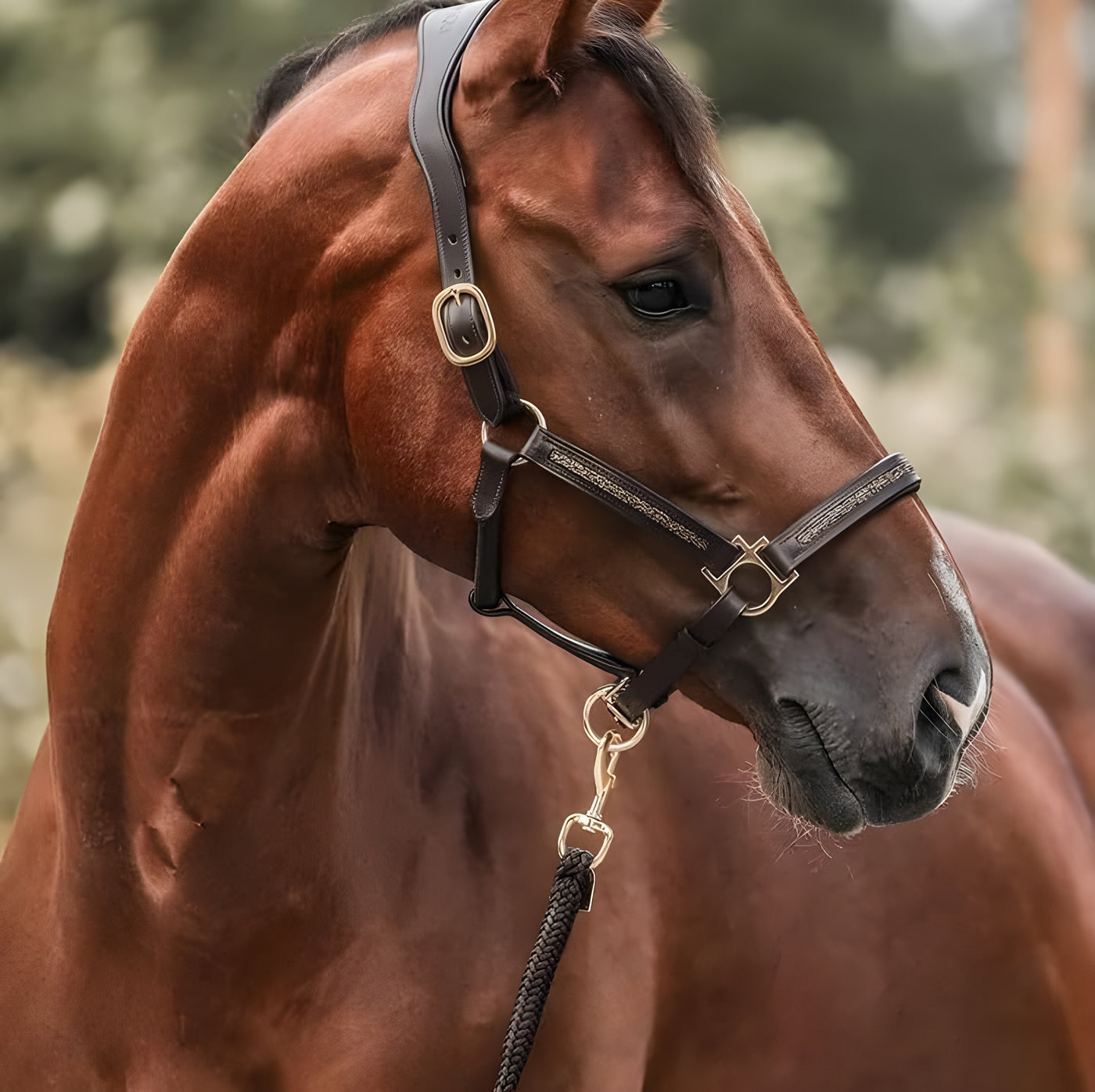 EquiJoy™ | Lyxig Adventskalender för Häst & Ryttare 🎁🐴