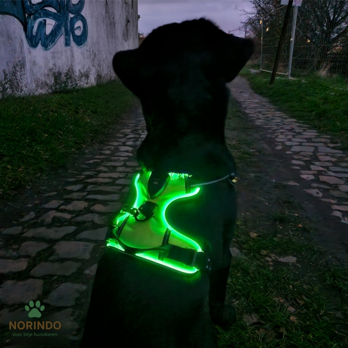Lumo™ | Lysande Säkerhetssele För Hundar